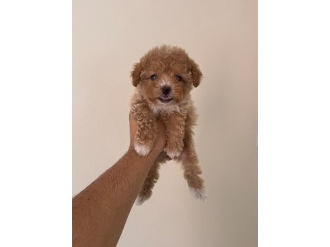 Kg garantili maltipoo bebeklerimiz