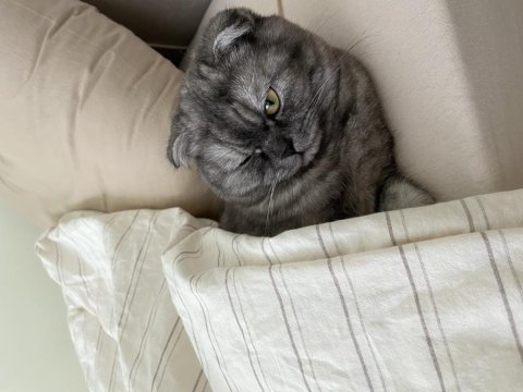 11 aylık gri çizgili scottish fold