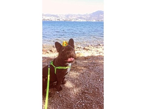 Sahiplendirlecektir french bulldog