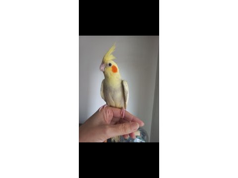 Full evcil dişi sultan papağanı yavrusu