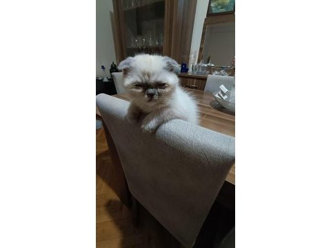 Scottish fold kızımız yeni yuvasını bekliyor
