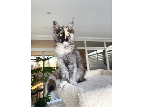 Show class mainecoon yavruları (faturalı) 