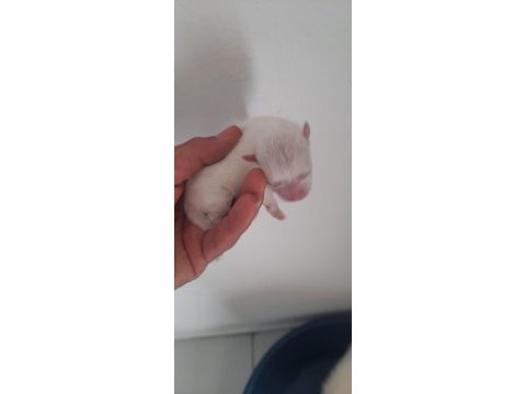 3 adet erkek pomeranian yavru