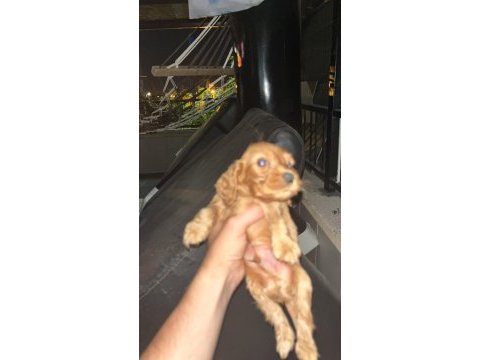 1.5 aylık cocker yavrular