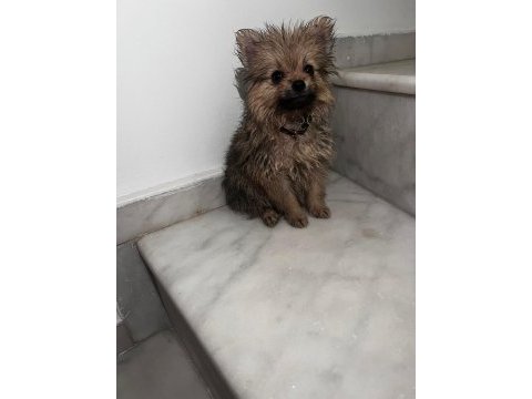 Sevimli pomeranian yavrular