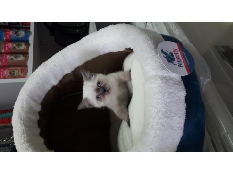 Çikolata point british shorthair