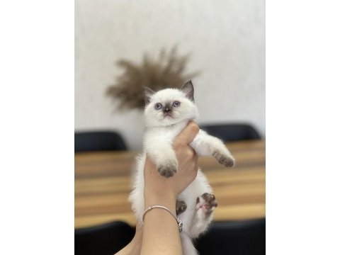 Chocalate  point british shorthair yavrum