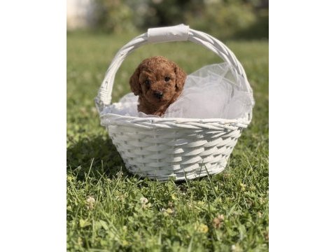 Süper kore toy poodle yavrularımız