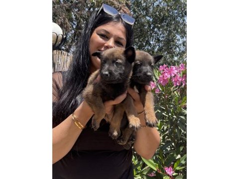 Safkan aşılı malinois yavrularım