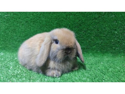 Mini lop tavşanı