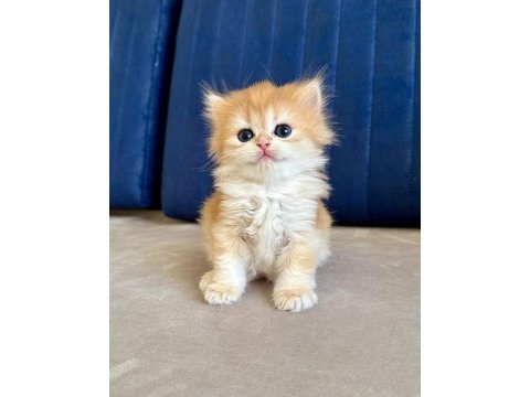 British shorthair erkek golden bebekler