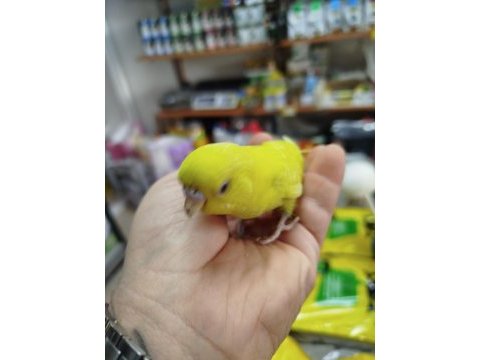 El besleme muhabbet kuşu yavrular son