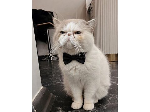 Kedilerime yuva arıyorum