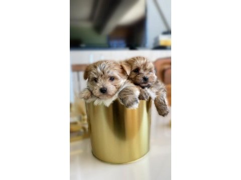 Teacup morkie bebeklerimiz