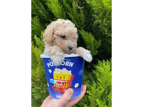 Kore kanı maltipoo yavrularımız