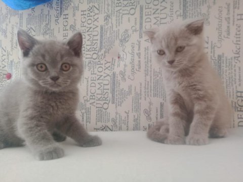 Scottish ve british shorthair bebişler uyguna!