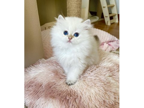 Safkan british longhair golden point erkek yavru