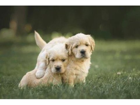Irk ve sağlık garantili golden retriever