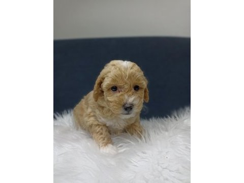 Maltipoo bebekler
