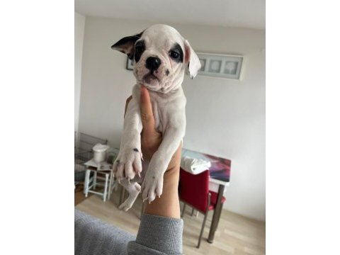 Mecburiyetten french bulldog yavrum son dişi