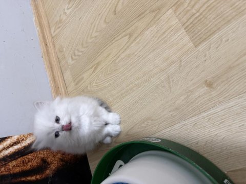British longhair prenses hazır