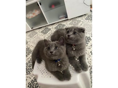 Safkan british ve scottish fold yavrular