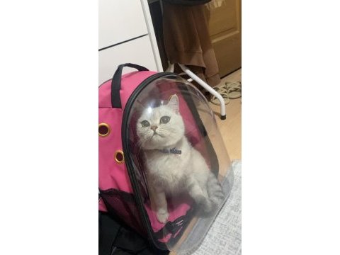 Kayip kedi manisa yunusemre