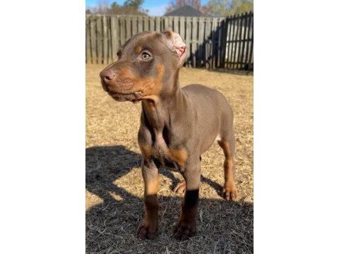 Doberman yavruları