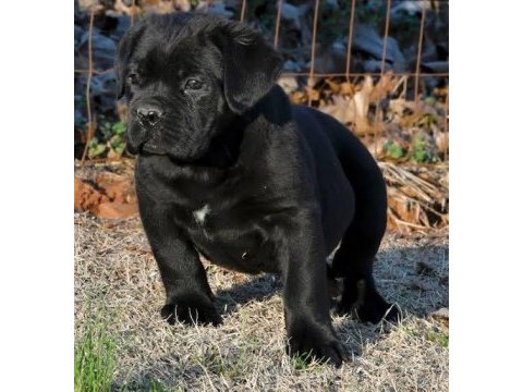A scrli anne babadan cane corso yavrular kapıda ödeme