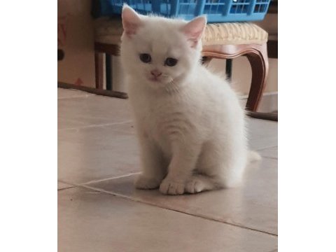 British shorthair yavru kedimiz