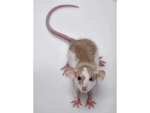 Lab - rat - dumbo rat - panda mice adrese teslim mevcut