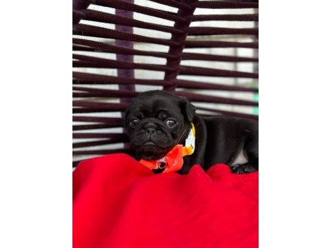 Rezerveye açık pug yavrular