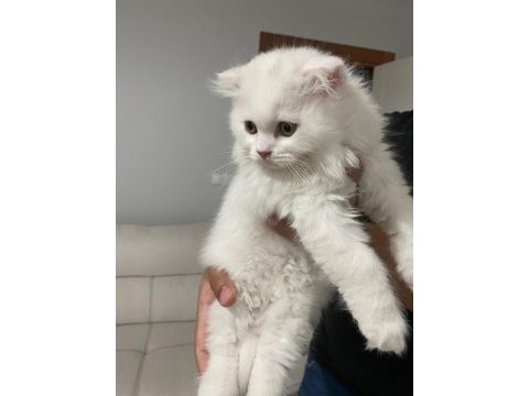 Scottish fold erkek yavru