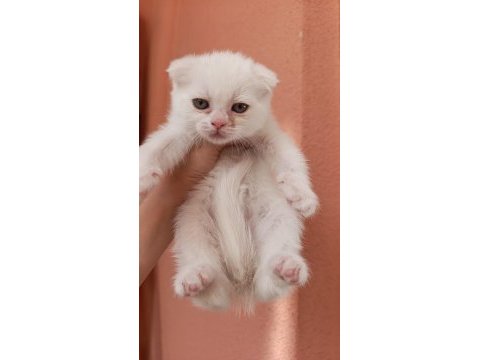 Scottish fold yavrular