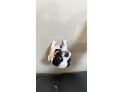 French bulldog dişi