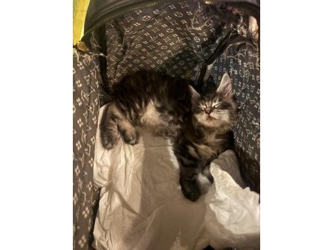 Çok sosyal maine coon bebeklerimiz