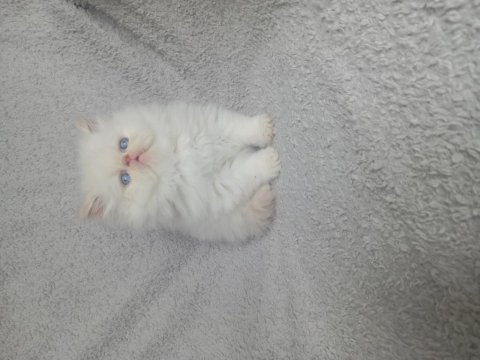 Yakışıklı erkek yavru kedimiz yeni yuvasını arıyor