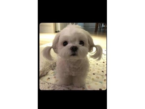 Bebek white terrierler çok tatlı ve zeki