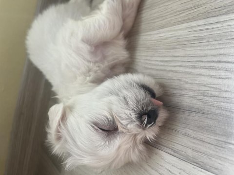 Aradığın dostun burada maltese terrier