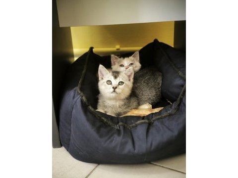 British shorthair calico ve silver iki kardeş