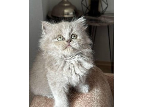 Safkan a kalite 1 buçuk aylık kedimiz mila