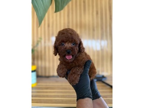 Maltipoo bebekler referans yavrum