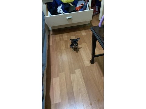 Şivava 70 günlük iç diş parazit yapıldı safkan chihuahua