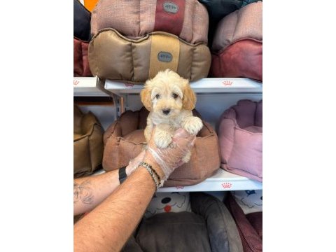 Birbirinden güzel maltipoo bebekler