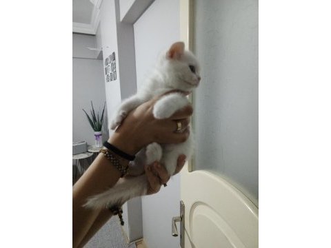 2 aylık iki kardeş scottish fold yeni yuvasını arıyor