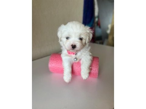 0 boy mini maltese terrier bebekler