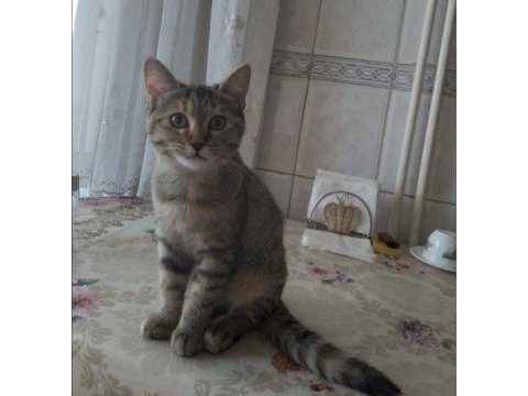 3 aylık scottısh kırması bebekler