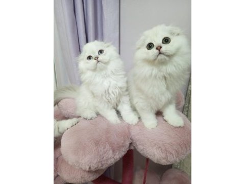 Highland (longhair) safkan kediler catteryden