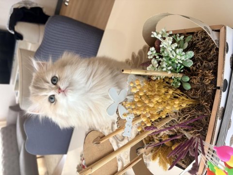 British longhair erkek yavru