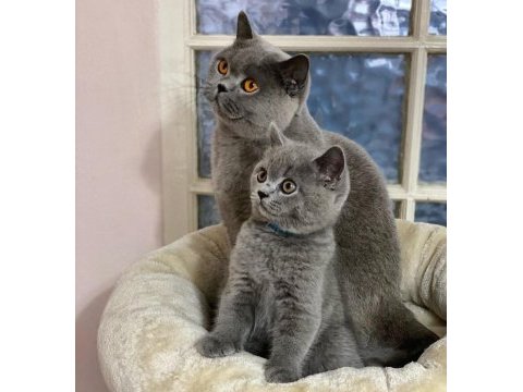 British shorthair yavruları